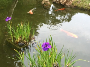 Tri-colored koi in the Japanese Tea Garden, Golden Gate Park, San Francisco. Tri-colored fish are lucky.