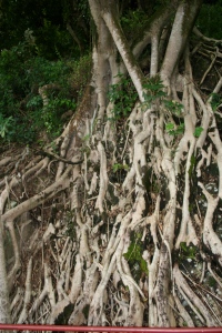 Roots, Temple of 10,000 Buddhas, New Territories, Hong Kong