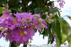 Blooms on Cheung Chau