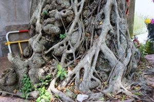 Roots of the Old Banyan, Cheung Chau, Hong Kong