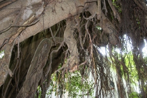 Banyan tree at Mui Wo, Lantau Island