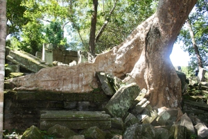 Spung tree roots, Angkor, Cambodia