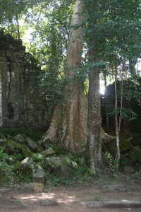 Trees in Angkor