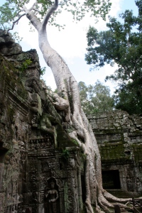 Another spung tree at Angkor