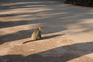 Monkey in Angkor