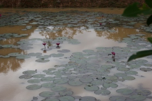 Water lilies Siem Reap, Cambodia